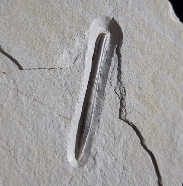 Hibolithes semisulcatus (MNSTER 1830) - Bild © FossNet FossilienStore